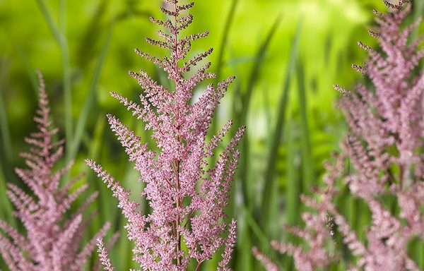 Astilbe