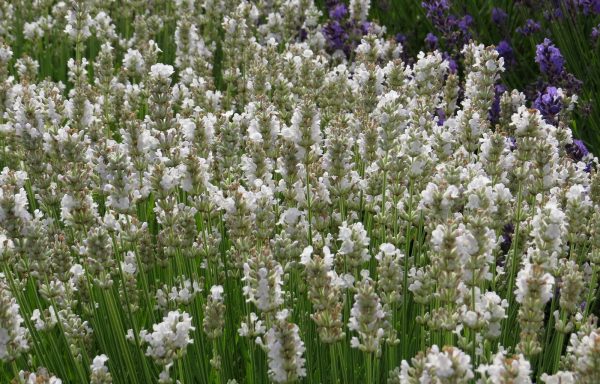 Lavendel