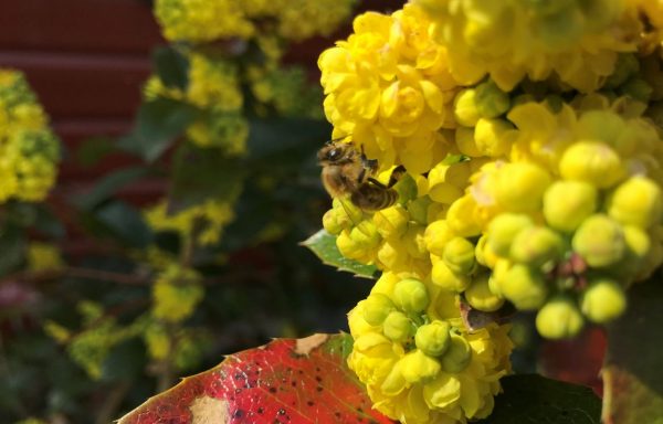 Mahonia