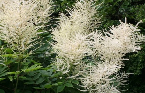 Plymspirea