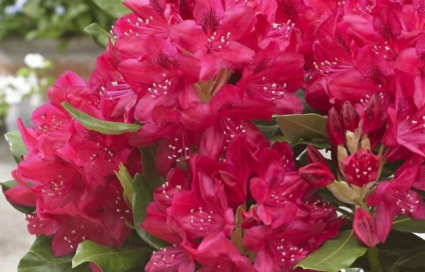Rhodondendron Nova zembla