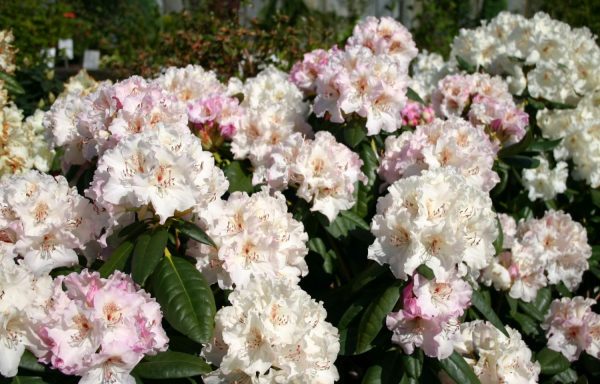 Rhododendron Yakushimanum