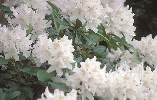 Rhododendron Cunningham’s white