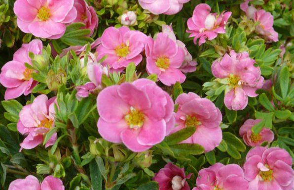 Ölandstok Pink beauty