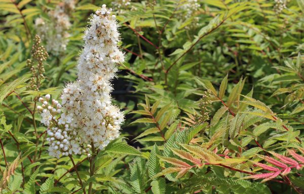 Rönnspirea