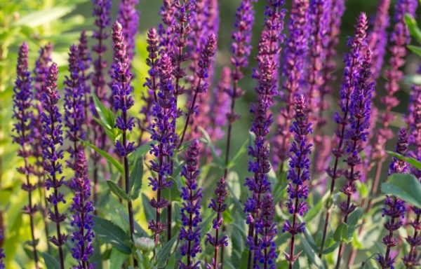 Stäppsalvia