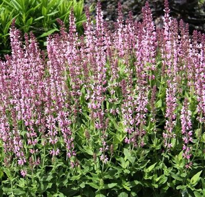 Stäppsalvia