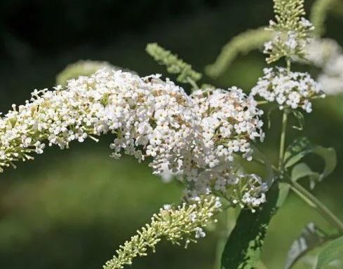 Syrenbudleja
