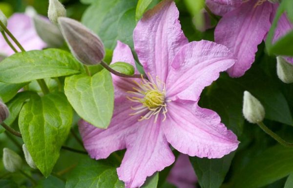 Klematis Comtesse de bouchaud