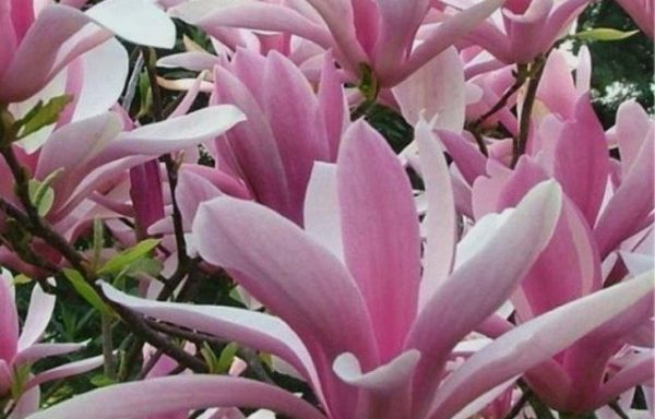 Rosenmagnolia